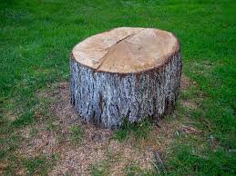 How Our Tree Care Process Works  in  Glen Cove, NY