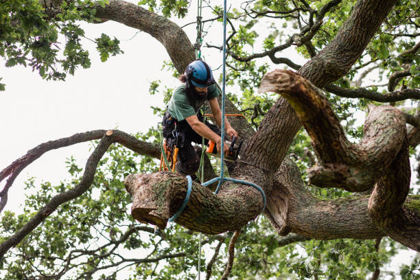 Glen Cove, NY Tree Care Company