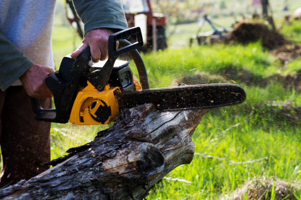 Best Firewood Processing and Delivery  in Glen Cove, NY